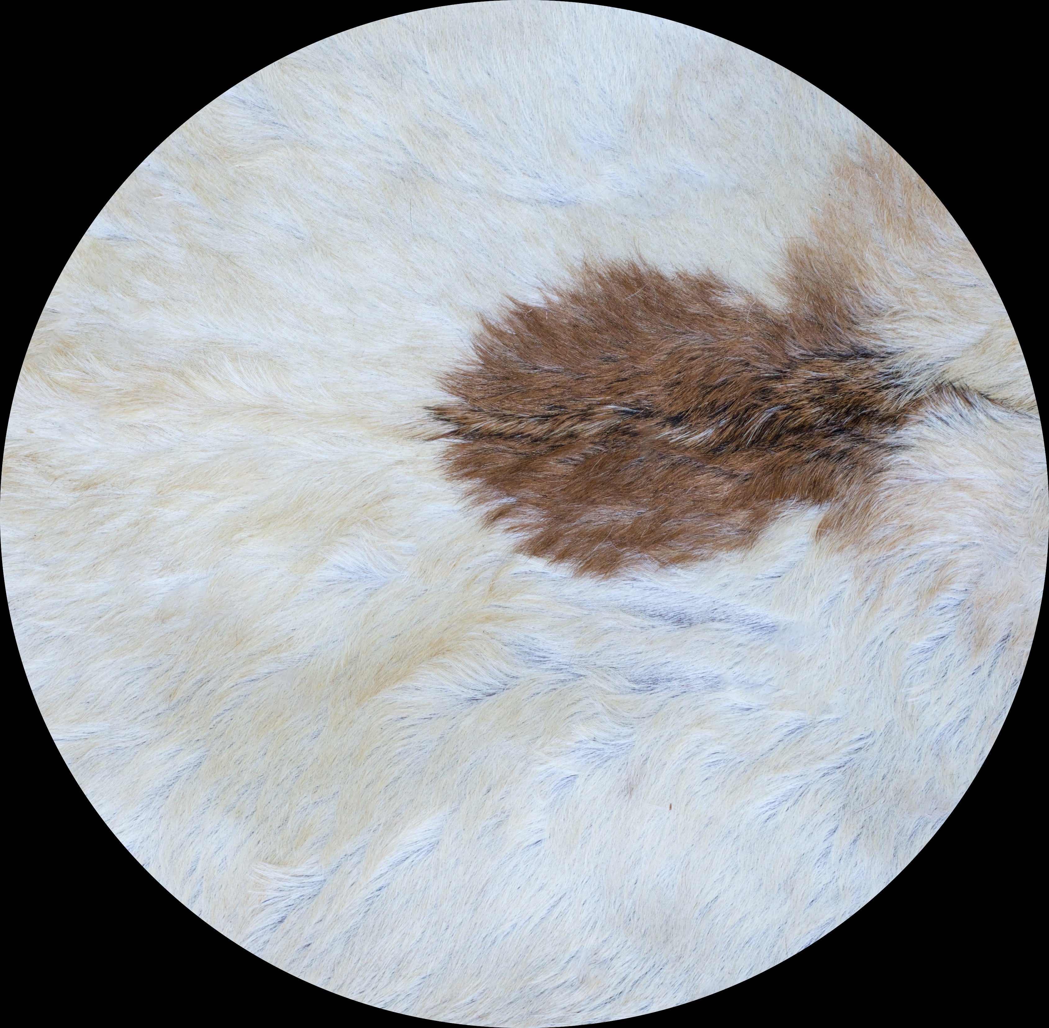 Goat skins (djembe replacement skins)